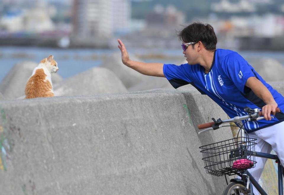 livedoornews's tweet photo. 【ほのぼの】DeNA・西巻、キャンプ中現れた猫に無視される
https://t.co/FP3U8rb854

動物好きの西巻が自転車で走っていると、海を眺める猫を発見。手を伸ばして撫でようとするも知らんぷりされ、負けじと「お手！」と声を掛けて粘るも無視された西巻は、渋々砂浜トレーニングへ向かったという。 https://t.co/cnNHB4X2nF