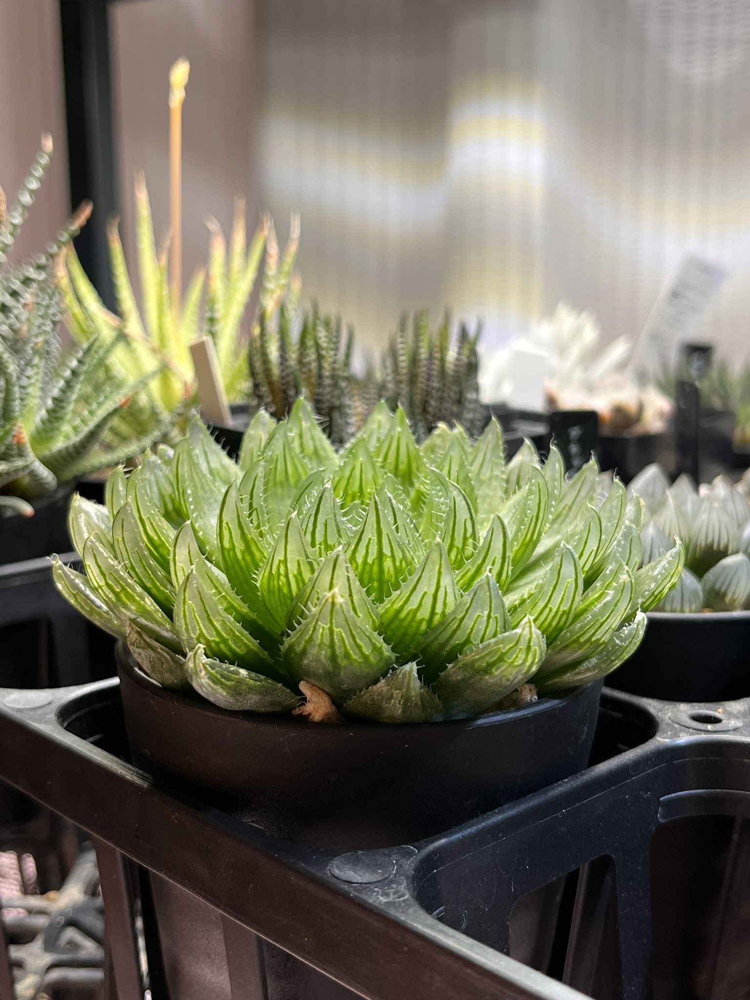 し*う様 多肉植物　ハオルチア　桜水晶オブツーサ錦　糊斑　美品　大株 多肉植物ハオルチア桜水晶オブツーサ錦糊斑