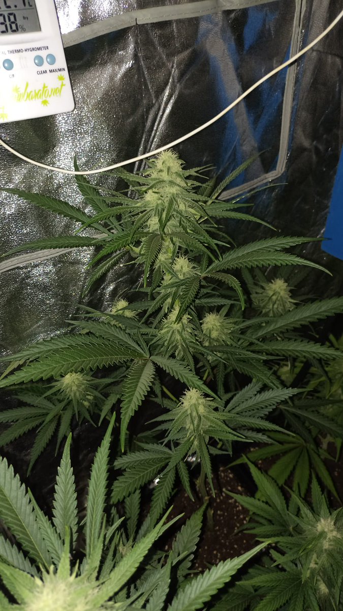 Seguimos, día 28 a 12/12
Acabamos de entrar en la 5 semana de floración, las somango ganan en producción, la purple en olor, son bestiales las 2
#Autocultivo #CannabisCommunity #weedcommunity