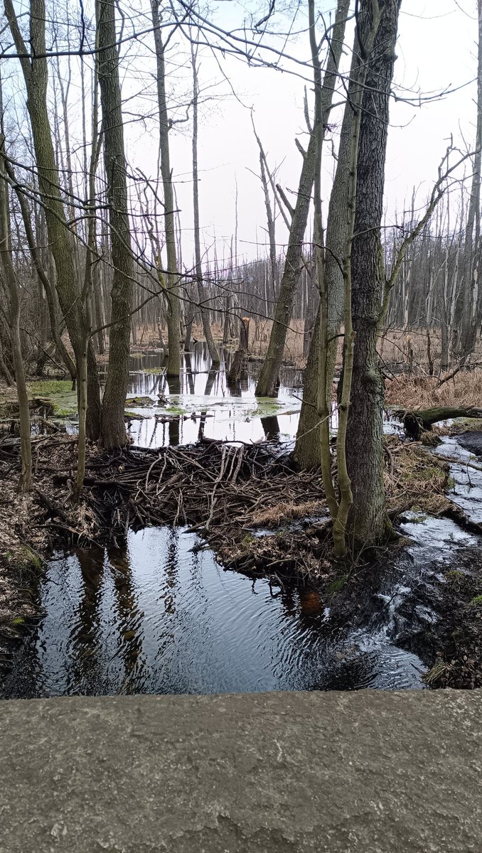 Maxym Grim Poznanski 🇺🇦🇵🇱🇪🇺 tweet media