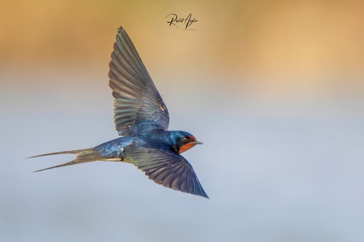 I took hundreds of shots to capture this moment. Swallows, being incredibly fast-moving birds, pose a real challenge for wildlife photographers. Sindh - 🇵🇰 @OrnithoPakistan @IndiAves @ThePhotoHour @Pakistaninpics