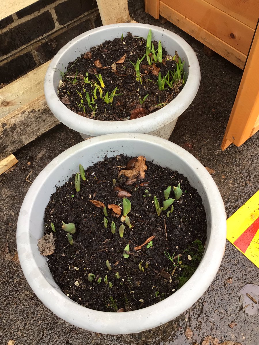 BPSEYFS's tweet image. The children noticed that the bulbs were planted a little while ago are growing and that they all look different.