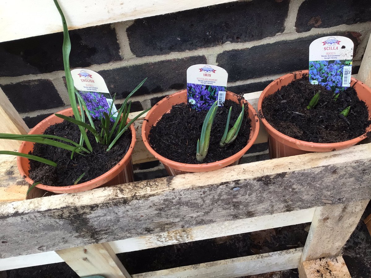 BPSEYFS's tweet image. The children noticed that the bulbs were planted a little while ago are growing and that they all look different.