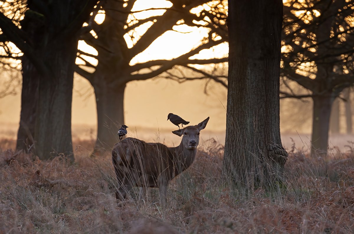 Balancing act - crows & jackdaws are tolerated by #deer as they do a fabulous job of removing pesky parasites - sometimes this can be quite funny to watch  #sharemondays2024 #fsprintmonday #wexmondays @MiradorDesign @LBRUT #wildaboutrichmondandkew @theopenbook2