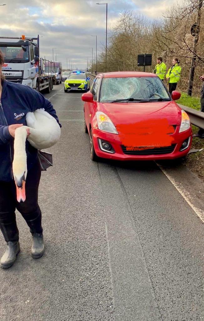 Our first call this morning was to a swan that had hit a car windscreen while flying over the Windsor relief road bridge.
Thankfully both swan and driver are ok. 
We are also grateful to @TVP_Windsor <a href="/ThamesVP/">Thames Valley Police</a> for ensuring the swan came to no further harm until we arrived.