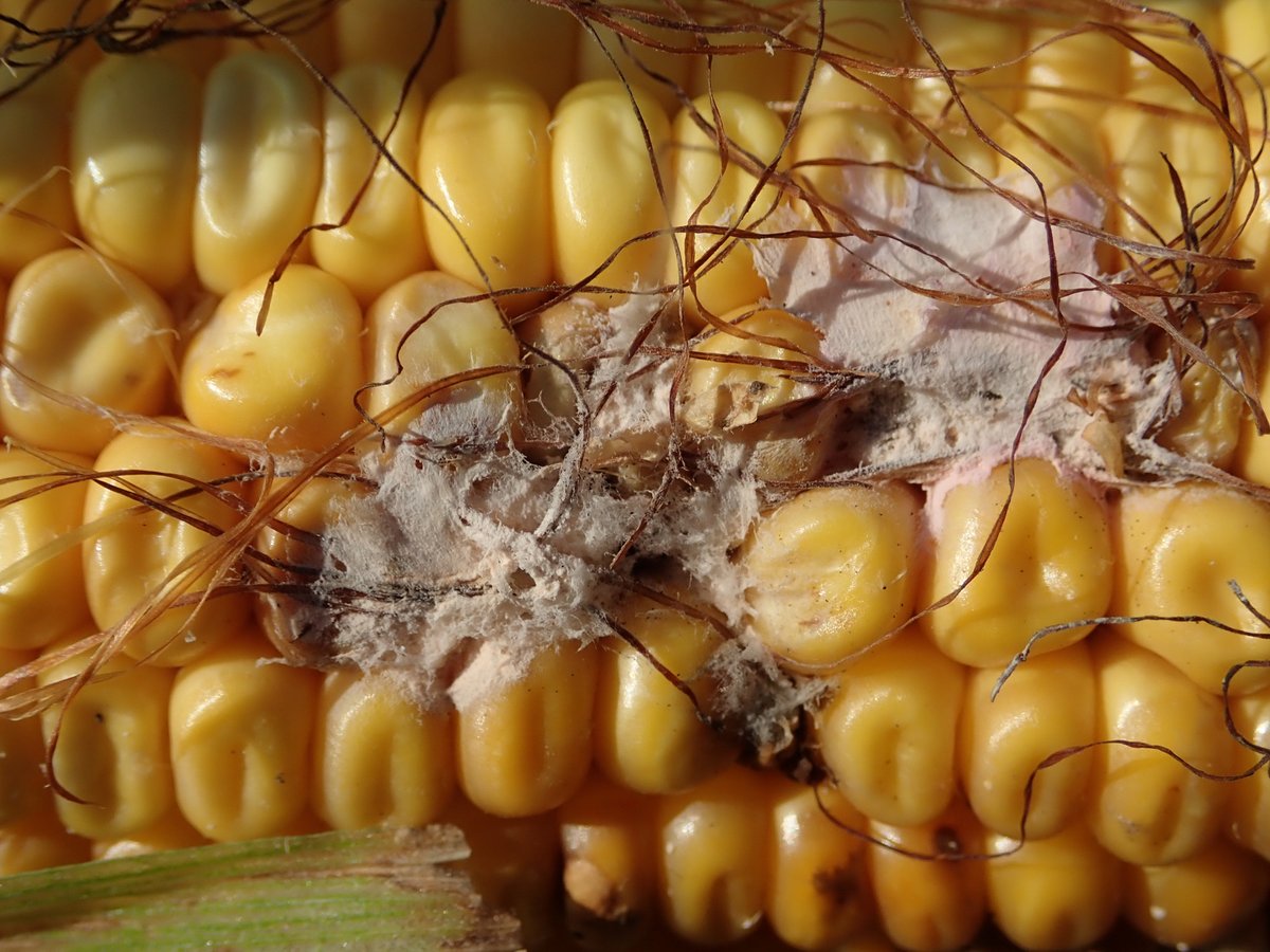 PavelSinkyrik's tweet photo. Last summer I observed a pink coating of #mycelium on #corn, which I initially mistook for #Fusarium, but the shape of the #conidia suggests #DiplodiaEarRot (#Stenocarpella maydis), which is not so important in the Czechia. #corndisease #plantdisease #fungi https://t.co/CFRxMv6LhE