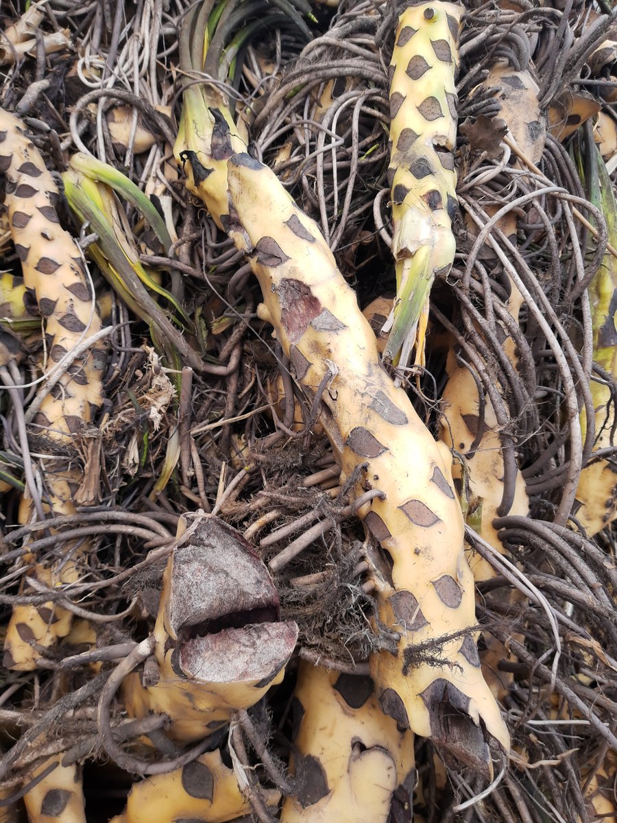Even een kolk 'harken'... met harkboot.nl. Veel wortels van waterlelies worden verwijderd om dichtgroei van de kolk te voorkomen. Samen werken aan de #IJsseldelta met de kolken als prachtige landschapselementen. Met o.a. dank aan het SBNL Fonds.