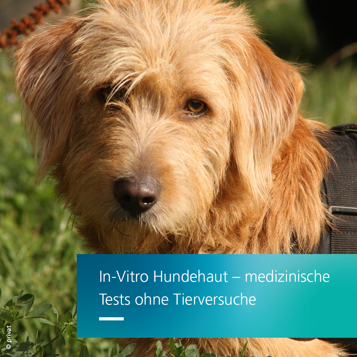 TVVde tweet picture