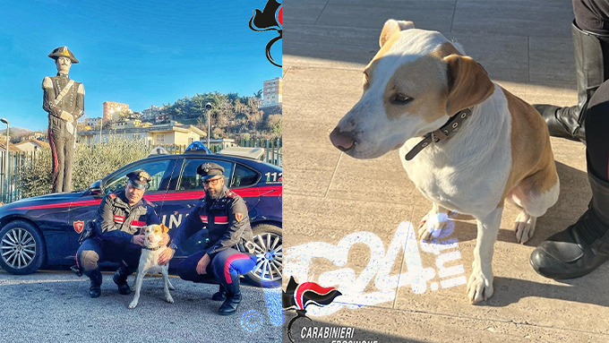 TG24info's tweet image. Veroli – Vagava sulla superstrada: i carabinieri lo salvano, il | tg24.info/rubriche tg24.info/veroli-vagava-… #cane #superstrada