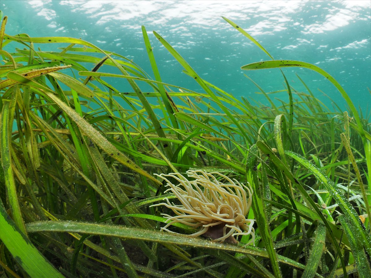Project Seagrass tweet media