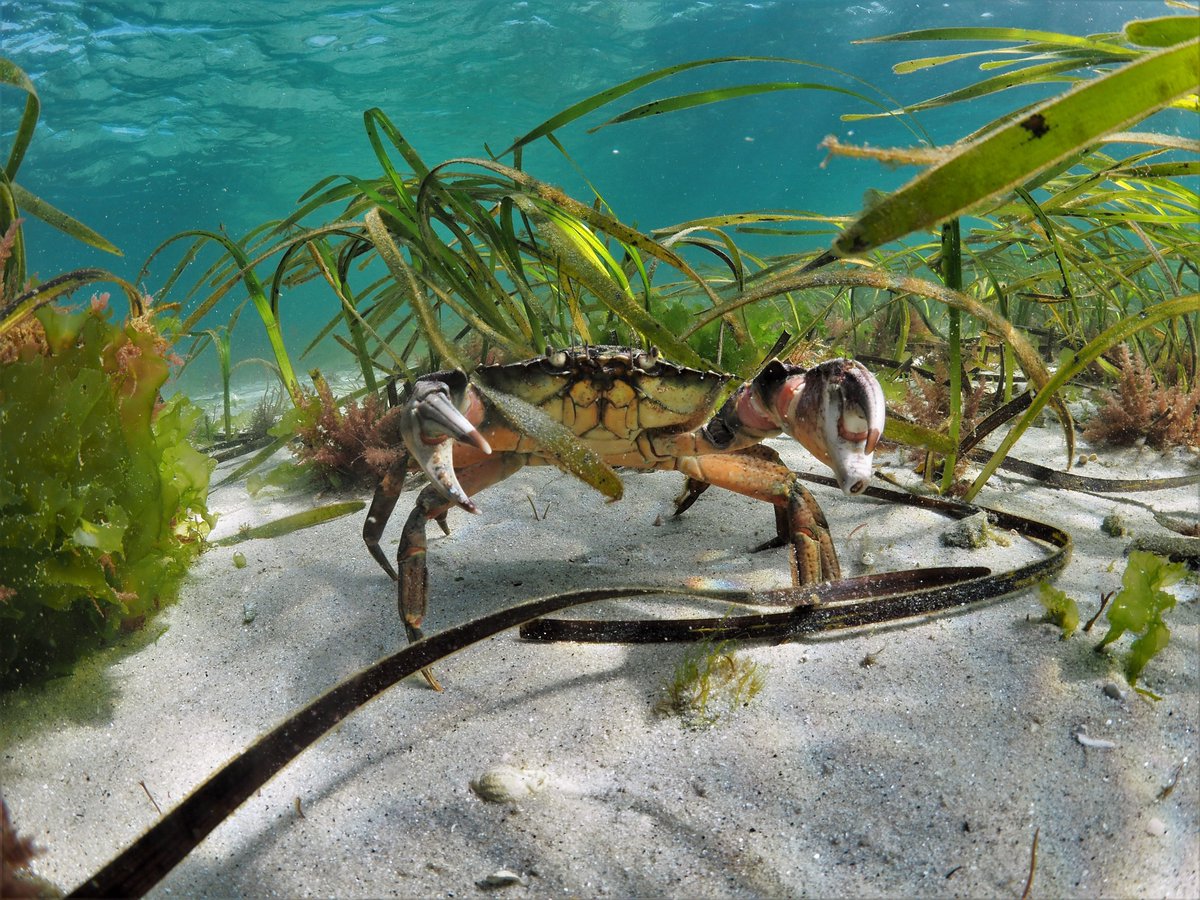 Project Seagrass tweet media