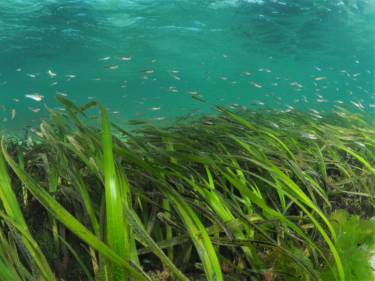 One of the best places to see seagrass meadows can be found in the Isle of Scilly, Cornwall. Here the meadows are vast and home the an assortment of marine life. Link to source here - buff.ly/3Oil7MT #seagrassmeadows #IsleofScilly #Cornwall #projectseagrass #seagrass