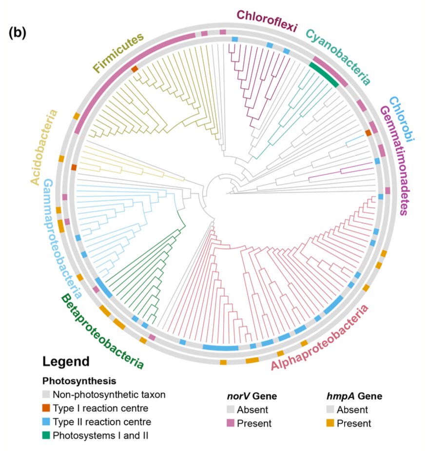 Happy to announce that our paper : TreeViewer version 2.2.0 is out with Dr. Giorgio Bianchini! @Ecol_Evol Free Software plotting age distributions, spreadsheet editor, publication quality phylogenies, and more. #Phylogenetics Publication: shorturl.at/nwKN6