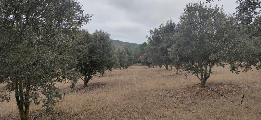 JosuAlday's tweet photo. Excelente día de transferencia de conocimiento dentro de #trufforum Vic . Explicando calidad de trufa, su recogida en campo y maridaje con vinos a cocineros.
Potenciar el uso culinario de productos naturales y de cercanía ayuda a conservar el entorno. 🍄🌱🌳 https://t.co/TTbKodIH5Q