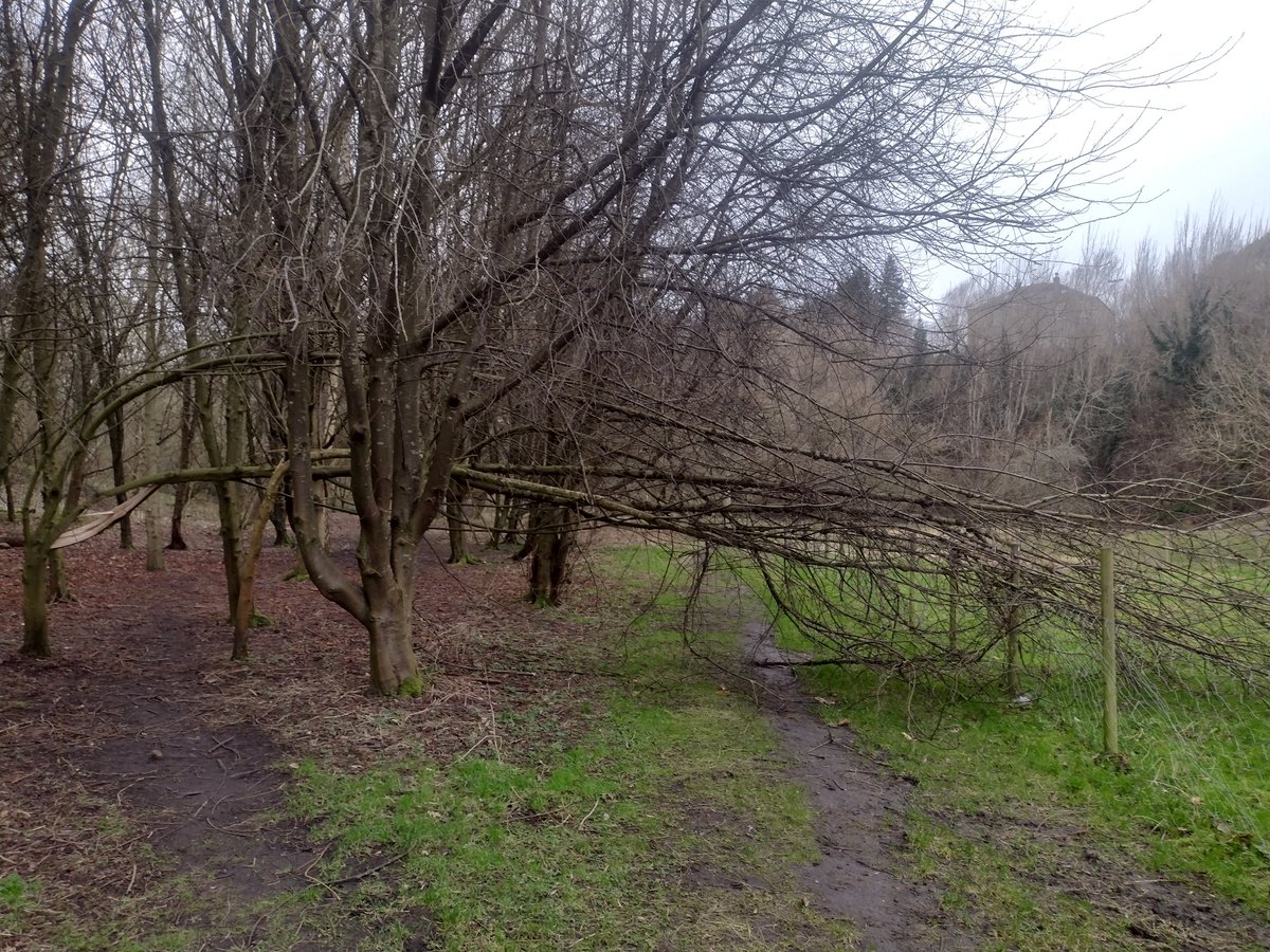 WOLCT's tweet image. A mixed session ahead down at Bells today.

Walkway to be swept of debris, more brash fence building, willow planting and removing fallen trees ahead for our volunteers.

Work on Magdala stairs is looking good

@Edinburgh_CC
@PathsforAll