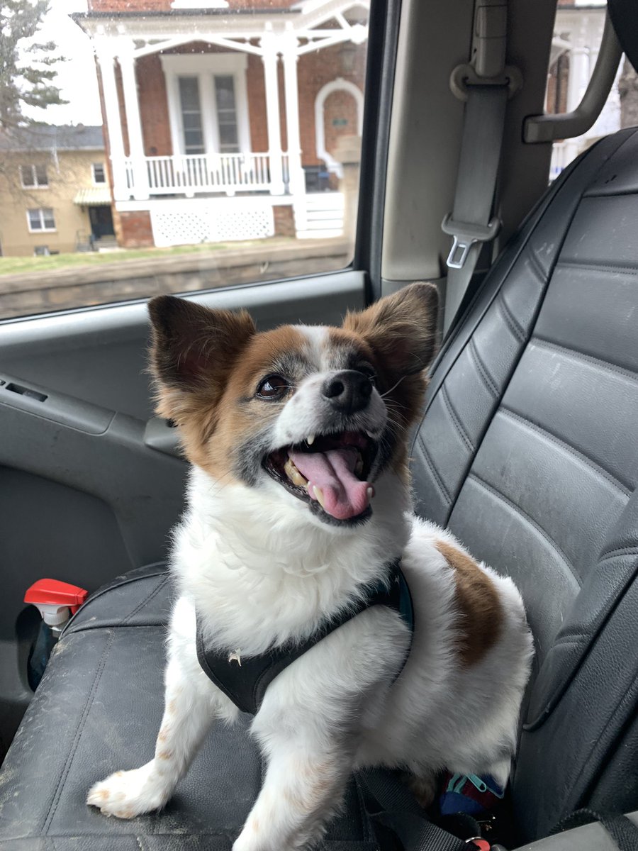 Dogs Dad tweet media