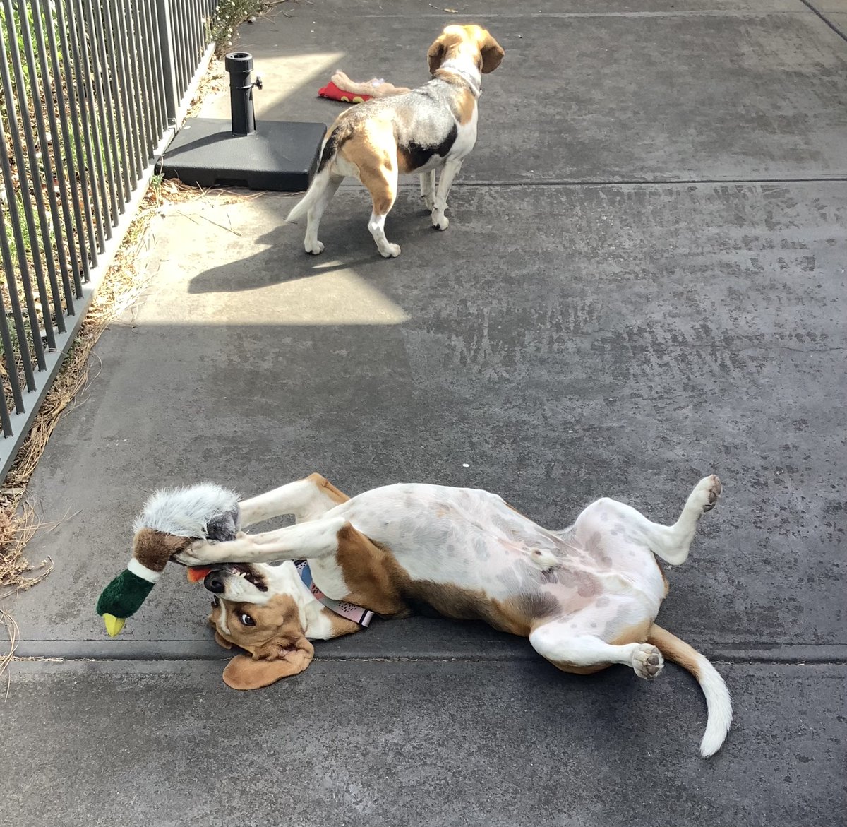 New toy 😂
#beagle