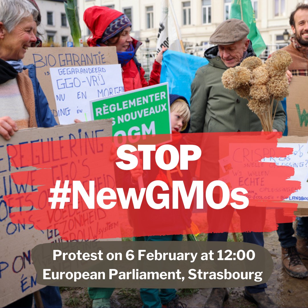 ⚠️✊ Tomorrow 6/02 in #Strasbourg we call on al MEPs of the #EuropeanParliament to stop the deregulation of #NewGMOs. “NewGMOs entrench corporate power and undermine peasants’ rights. The European Parliament must reject the Commission’s text', says @FIANista Philip Seufert.