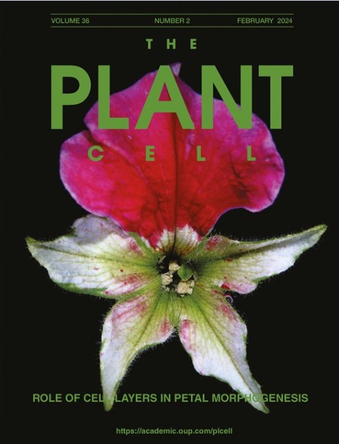 Petunia goddess hits the front page of The Plant Cell again !
This wonderful picture illustrates our work on the role of cell layers in petal morphogenesis.