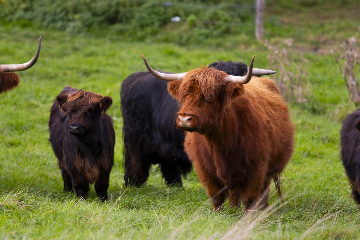 FREE Nature is op zoek naar een (junior) kuddebeheerder in de regio #Nijmegen. 🐂🌱 Bekijk de #vacature op onze website. Reageren kan tot 18 februari. ✉️

freenature.nl/over-free/orga…