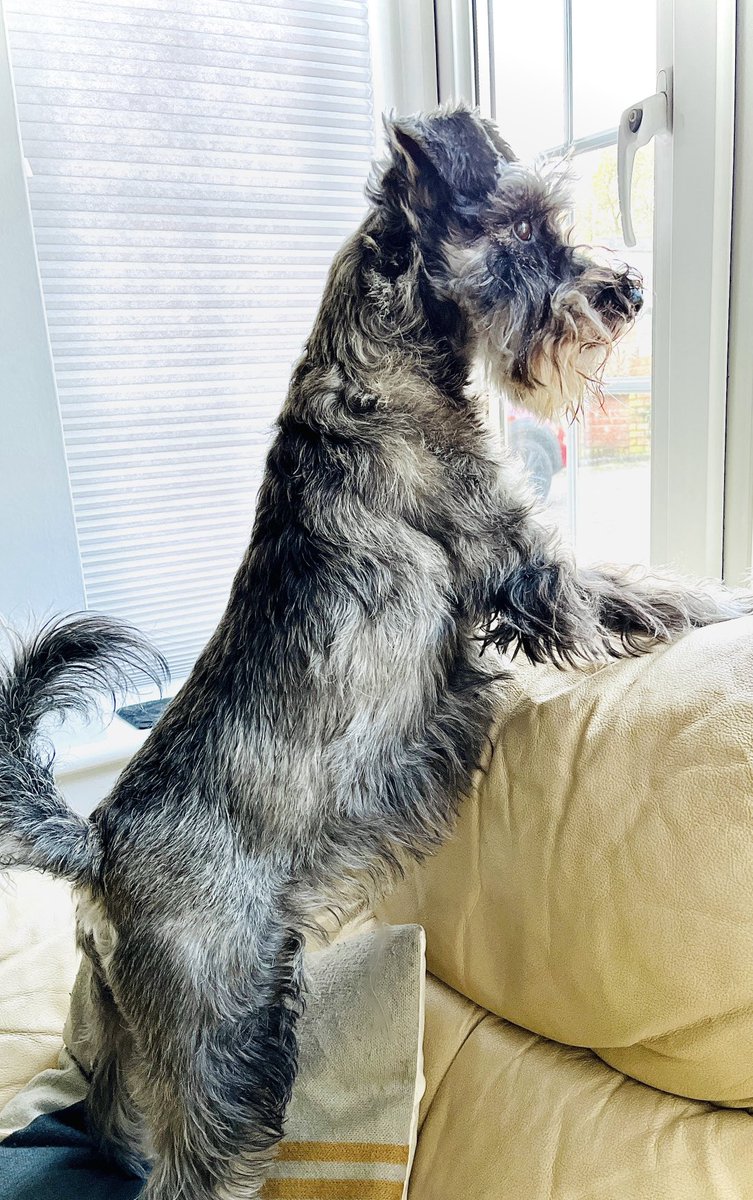 Osc_Schnauzer14's tweet image. #Transfixed 🤨🪟

“Be happy, it’s a new week with new beginnings. Happy new week ahead.” — Unknown

#Dogsofx #Dogs #Schnauzers #SchnauzerGang