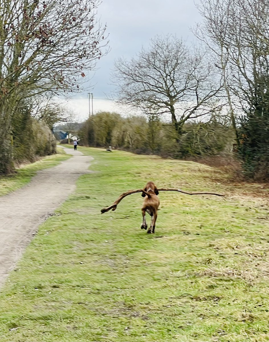 Ronnie432023's tweet photo. Enzo living his best life 🐾 🥰
I bet he found the biggest stick 🐕 🐾
#bracco #italiandog #morningwalks https://t.co/3GzptcYHeS