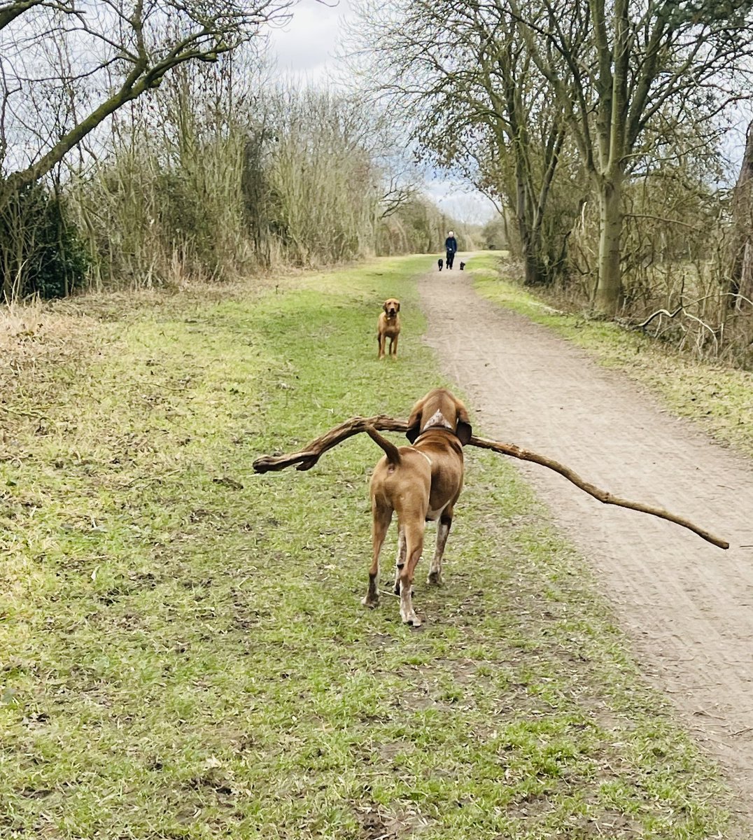 Ronnie432023's tweet photo. Enzo living his best life 🐾 🥰
I bet he found the biggest stick 🐕 🐾
#bracco #italiandog #morningwalks https://t.co/3GzptcYHeS
