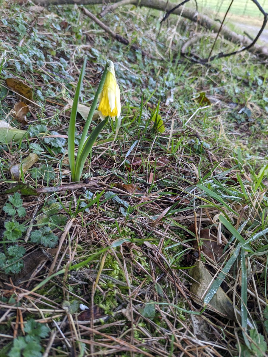 Up here on the #CotswoldHills the worst of the winter is often after February. But Spring tries so hard to break through. On my sheep and wild bird feeding round I found the first Bluebell and Wild garlic leaves, a cluster of scarlet #Elfcap fungi and the first Wild #Narcissus