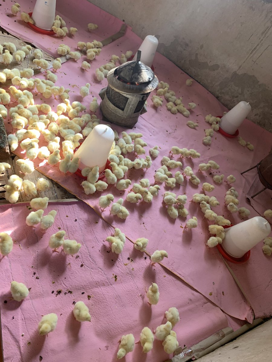 Namulwana Hilda Victoria tweet media