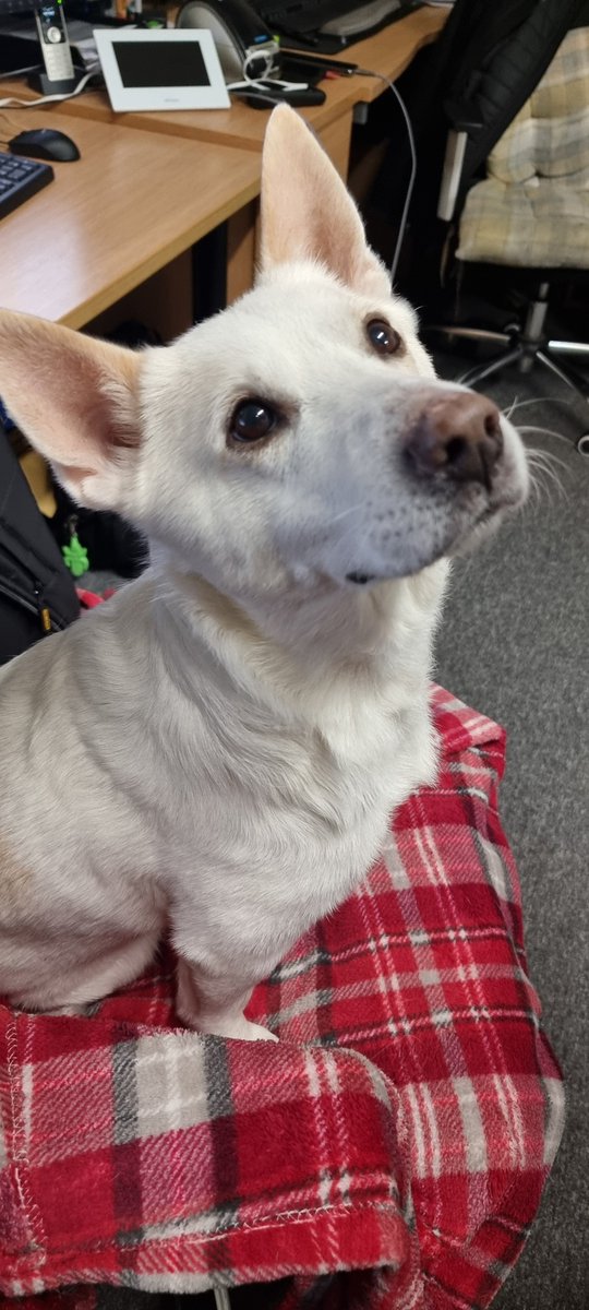GoblinGamingUK's tweet photo. I may be delayed answering emails.
I lost my chair and I can't bring myself to move Buddy.
#officedog #goblingaming https://t.co/eODYk437ma