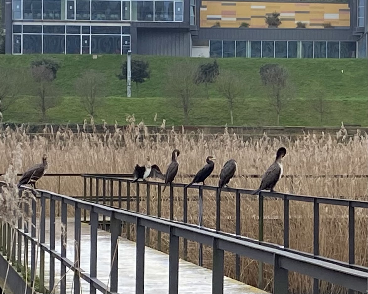 SDRnatural's tweet photo. Ayer en nuestro #Domingodeparque celebramos el #DiadelosHumedales
Visitamos el Parque de Las Llamas. Un paseo saludable aprendiendo sobre aves y poniendo en valor los humedales urbanos como espacio para el bienestar y la salud
---
#SDRnatural #ProyectosPRTR #Planderecuperacion https://t.co/3avKqJdnUM