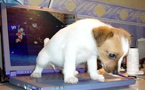 PuppyLoveCoin's tweet photo. @NoContextHumans And we usually find a place on the laptop! https://t.co/tnyHMkYPcK