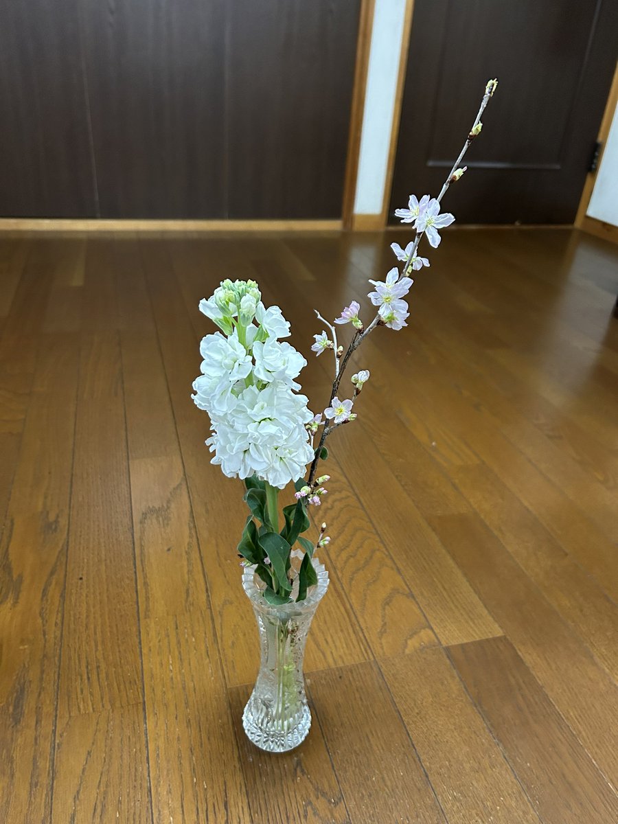eriperiperip's tweet photo. 東京は雪降ってますけど、お部屋に桜が咲いています。テンション上がるわぁ。

#桜
#さくら
#サクラ https://t.co/j0uq8Vu6KX