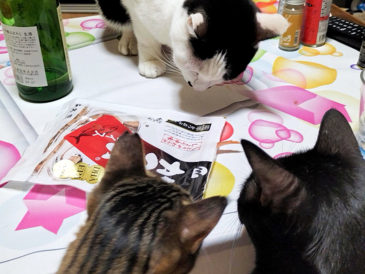 Belle_Chambre_'s tweet photo. 鹿児島で買った
#そのまま食べるかつお
スライス
酒のつまみに買ったけど
7ニャンズのうち6ニャン😺
集合した🤣🤣🤣 https://t.co/ZYub7JvaKi