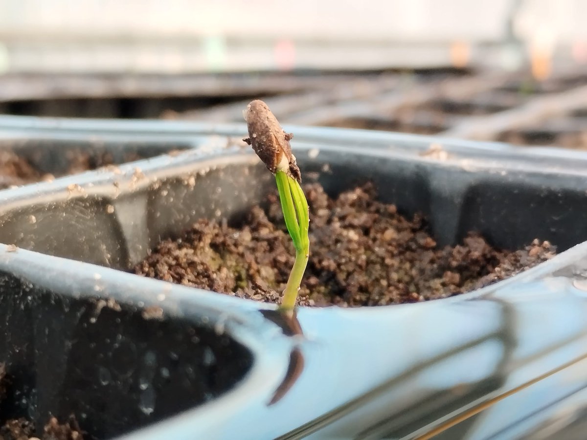 Ya están en marcha los experimentos del proyecto QuerPin, liderado por @anaraucaria y A.Escudero, y que darán pie a una #TesisDoctoral. Aquí podemos ver la germinación de las primeras plántulas de Pinus sylvestris en las instalaciones de #CULTIVE @URJCcientifica @ESCET_URJC