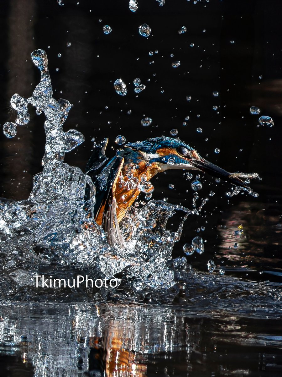 魅力的でしょ？ヨンサンゴ！！

Nikon D500   
AI Nikkor ED 400mm F3.5S ＋ TC-16A(AF改造)      

#かわせみ #カワセミ #翡翠 #kingfisher #best_birding_japan #nikond500 #nikoncreators #400mmf3.5 #ヨンサンゴ #野鳥 #野鳥撮影  #水しぶきの魔術師