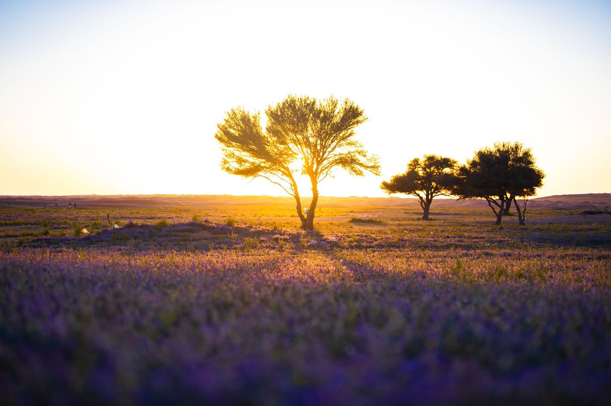 ADEEBALHAMMAD's tweet photo. لقطات من منطقة حنيدر #الخزامى و #الربيع  و #الإبل و #النجوم بمشاهد تفوق الجمال. https://t.co/p2FZzSy9J6