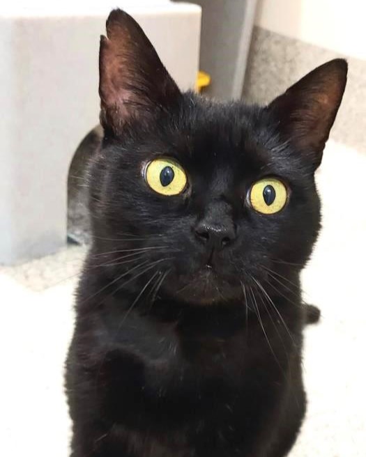 Gorgeous Trevor is a lovely boy who has been in care at @CPDownham for over 200 days! Trevor is a lively boy who loves playing and is very friendly, wanting to come and have a snooze on your lap. Find out more about him here: spr.ly/AdoptSirTrevor 🐈‍⬛