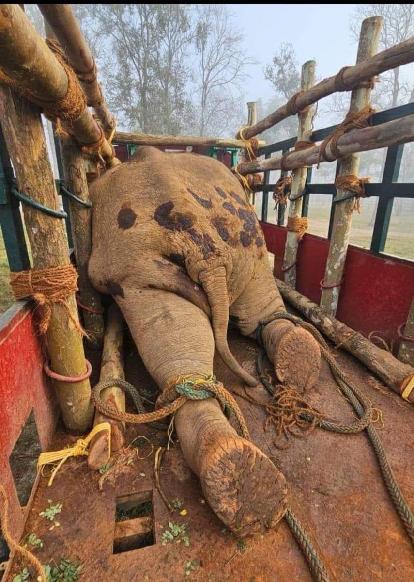 🇨🇦 🐘Sangita🐘 Elephant 🐘 Iyer 🇨🇦🐘🌻 (@sangita4eles) on Twitter photo One of most DOCILE elephants was translocated from a forest in Karnataka to another one in the same state. But he travelled to Kerala, the forest dept. ordered his capture, in the process MURDERED HIM. ELEPHANTS DONT HAVE BORDERS <a href="/byadavbjp/">Bhupender Yadav</a> <a href="/rameshpandeyifs/">Ramesh Pandey</a>⁉️🆘‼️ One of most DOCILE elephants was translocated from a forest in Karnataka to another one in the same state. But he travelled to Kerala, the forest dept. ordered his capture, in the process MURDERED HIM. ELEPHANTS DONT HAVE BORDERS <a href="/byadavbjp/">Bhupender Yadav</a> <a href="/rameshpandeyifs/">Ramesh Pandey</a>⁉️🆘‼️