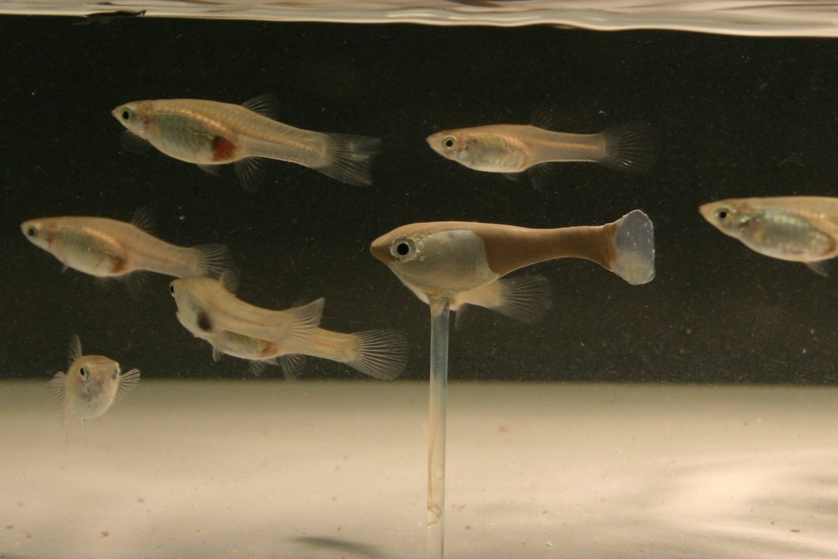 CollectiveBRL's tweet photo. Super happy this special issue on Animal–Robot Interactions is published! Our colleagues did a great job bringing together world-class researchers of the field! https://t.co/B50Ke4Ldbi See all content here (incl. 2 Robofish papers!!): https://t.co/rMOTy8W7sP #robofish #guppy https://t.co/zCwbaZe0on