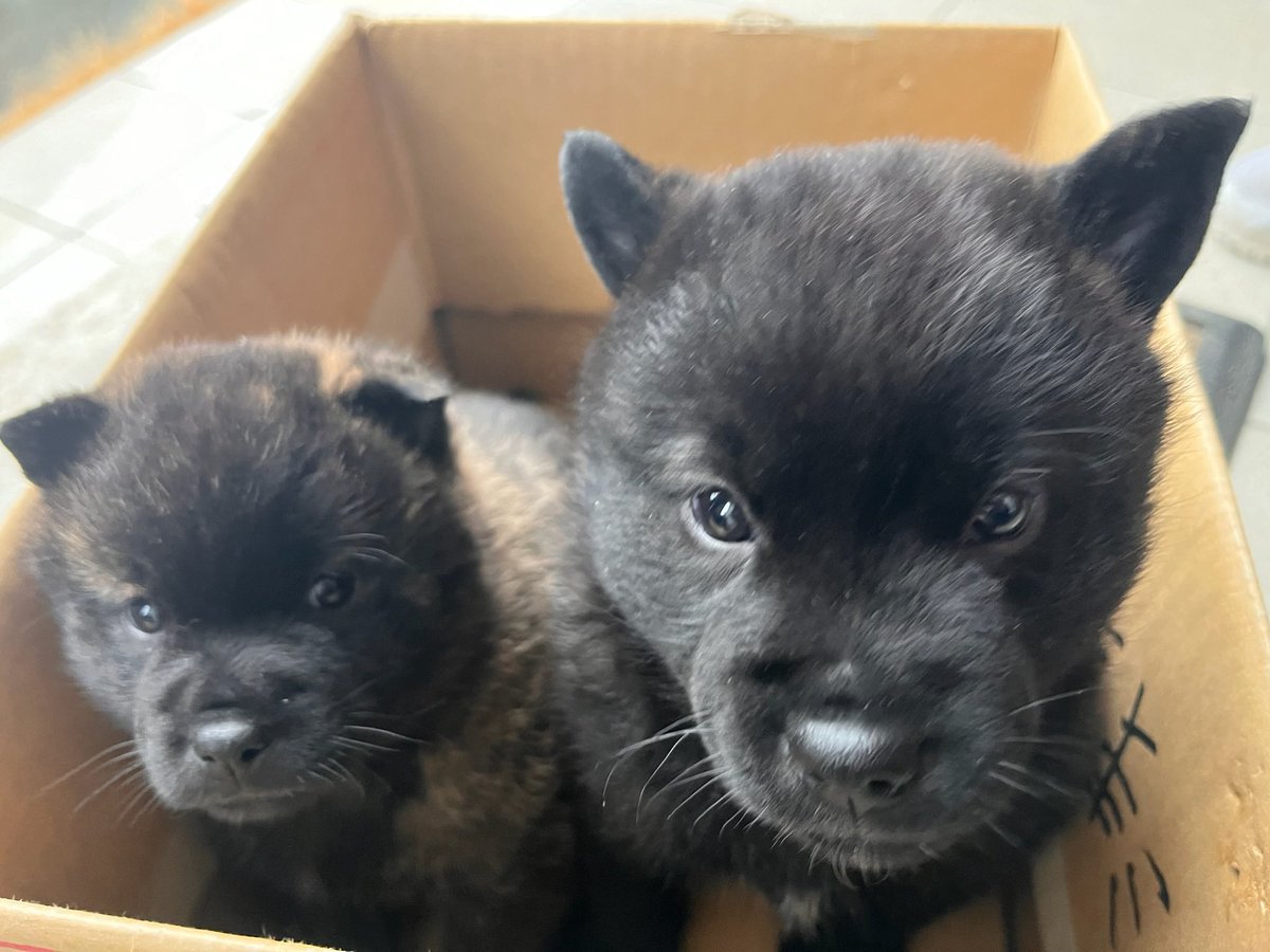 小熊じゃないよ。仔犬だよ。

min-breeder.com/dog2401-04826.…

#犬 #日本犬 #甲斐犬 #甲斐犬愛護会 #長州犬舎 #仔犬販売 #家族募集中 #みんなのブリーダー掲載中