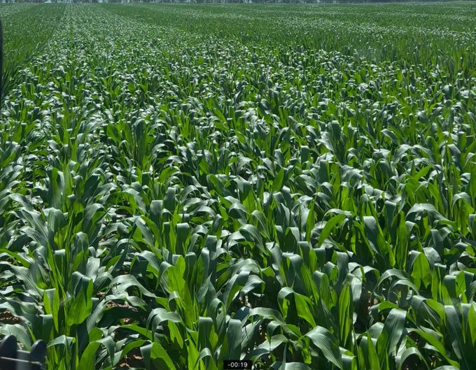 MikeAgrow's tweet photo. Practicing integrated farming with both crop and animal production promotes sustainable agriculture, fostering benefits such as enhanced soil fertility, reduced waste, and diversified income streams. #SustainableAgriculture #SoilHealth #WasteReduction #DiversifiedIncome 🌱🐄 https://t.co/za27aFPRdq