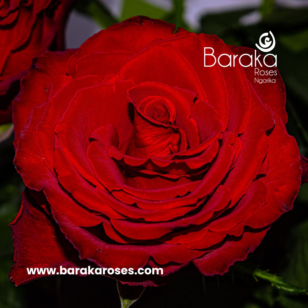 BarakaRoses's tweet photo. "Fully bloomed, fully alive, these red roses ignite the flame of love, casting a romantic spell over the heart of February. 🌹"
#barakaroses #kenyanflowerexporters #didyouknow #roses #floriculture #qualityroses #kenyanroses #kenyanrosegrowers #kenyanroseswholesale #agribusiness https://t.co/lcdqnNvlth