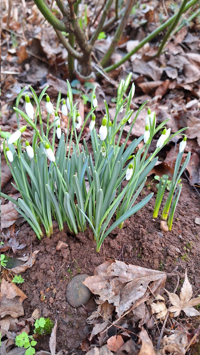 Rocket6165's tweet image. Nearly there, people, nearly there...
#springsoon