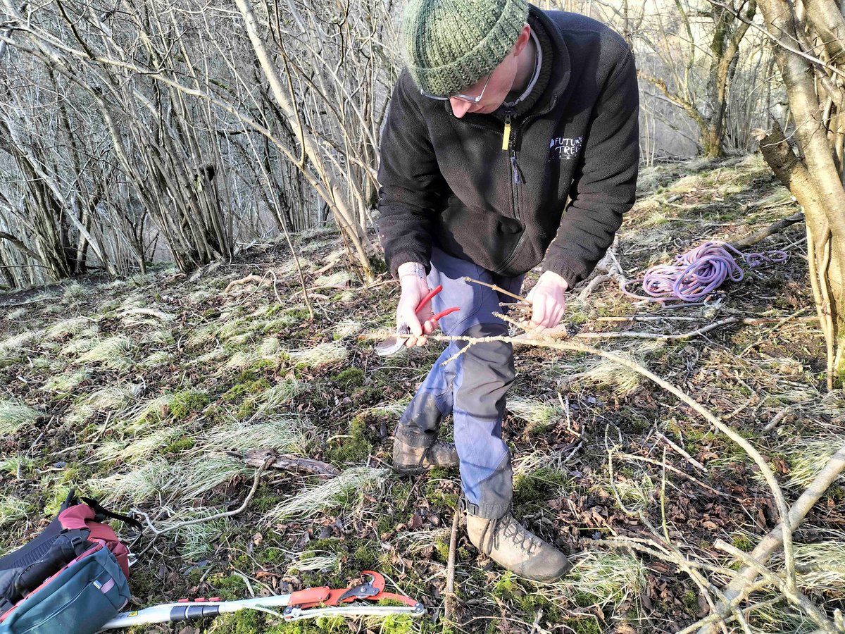 LIFEinRavines's tweet photo. We've been busy collecting scions of tolerant ash trees, with @FutureTreesUK, @PeakDistrictNT  and @ChatsworthForestry. Our samples will be grafted at a specialist growing site and monitored by @livingashproject 👏

#livingashproject
#ashtrees
#LIFEAmplifier
#LIFEprogramme https://t.co/FKCnstBoIf
