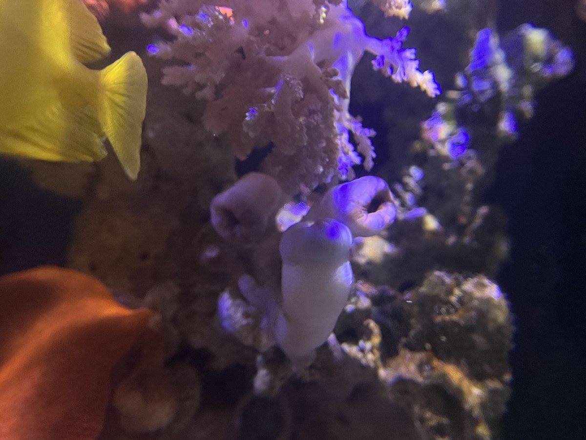 ヒフキアイゴ君を入れてコケがだいぶ改善しました。ですがサンゾアンシッドが気になるらしく👀たまにつつき回しており、模様すらなくなりました😊サンゾは2種類いれてますがどっちもハゲ＆縮んだ