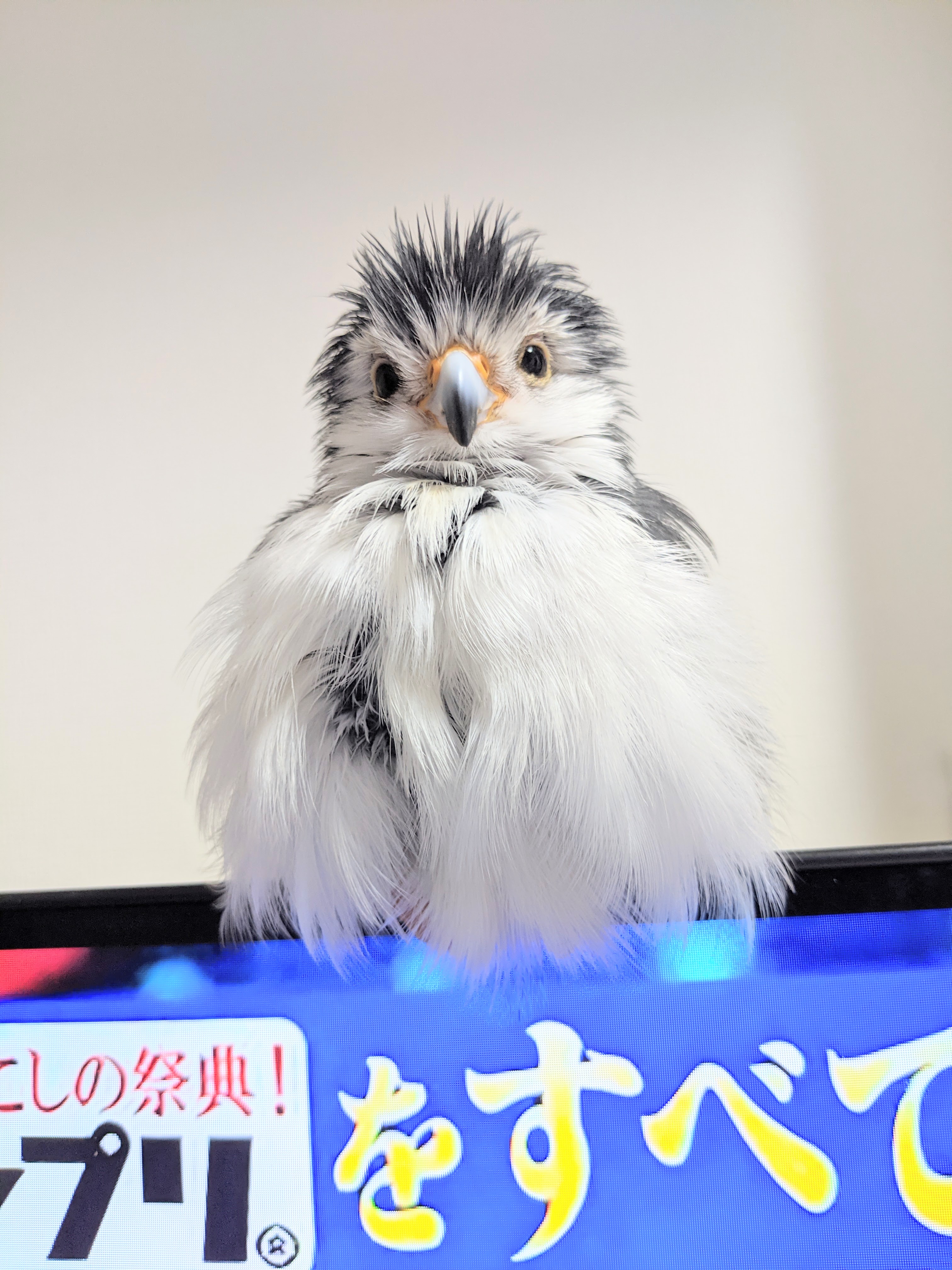 ピグミー 様 ピグミーファルコンのべっくん (@africanpygmyfalcon) • Threads