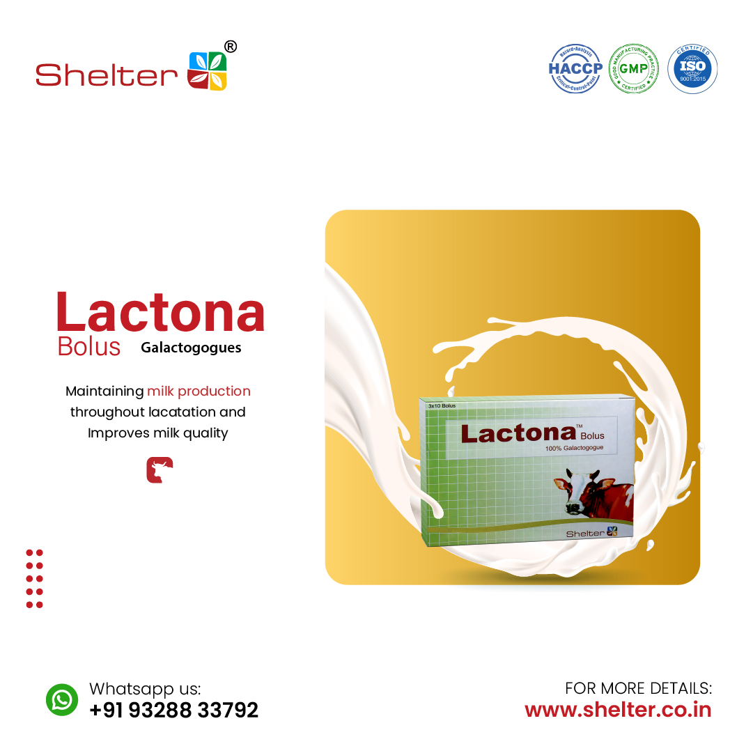 ShelterPharma's tweet photo. Unlock the full potential of your cattle's milk production with Lactona Bolus🌟 Maximize milk yield during peak times and elevate milk quality. 🐮🥛 Your cattle's well-deserved treat for optimal lactation. 🌈 #LactonaBolus #CattleWellness #ShelterPharma #HealthcareInnovation https://t.co/5eD2Dbptdl