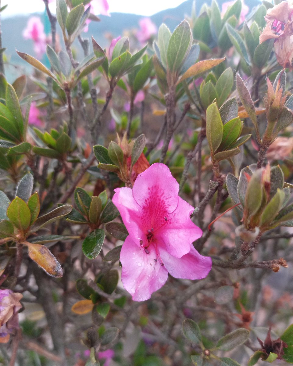 🌸