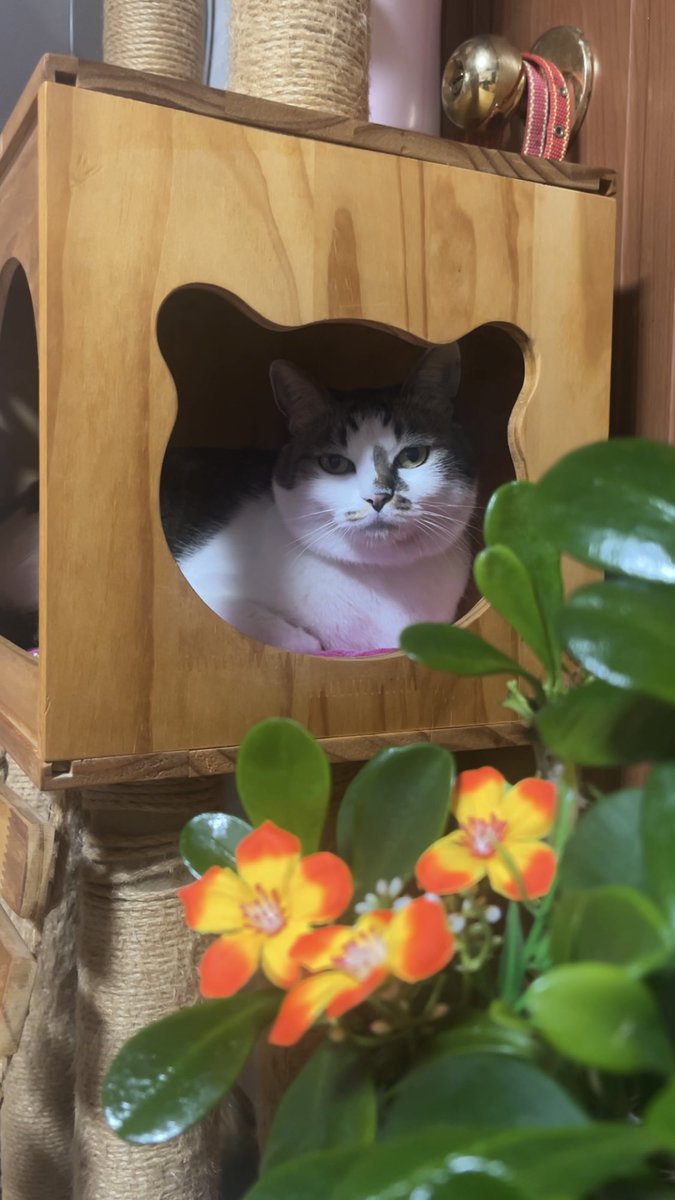 마복필 tweet media